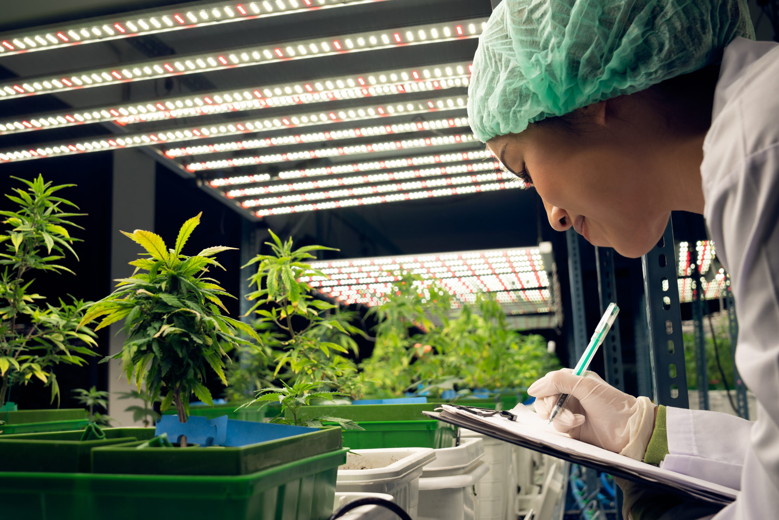 Frau kontrolliert Cannabispflanzen